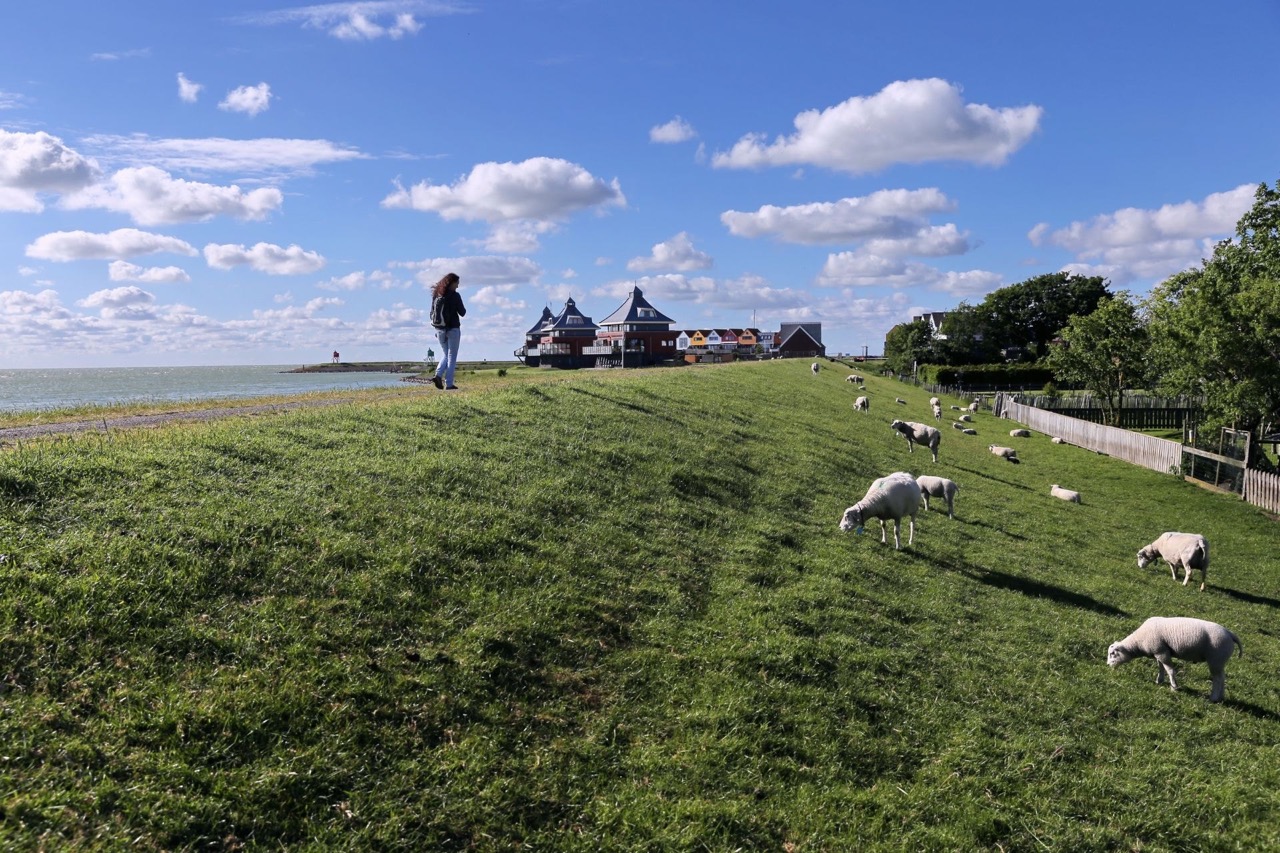 een dijkje met schapen langs het water